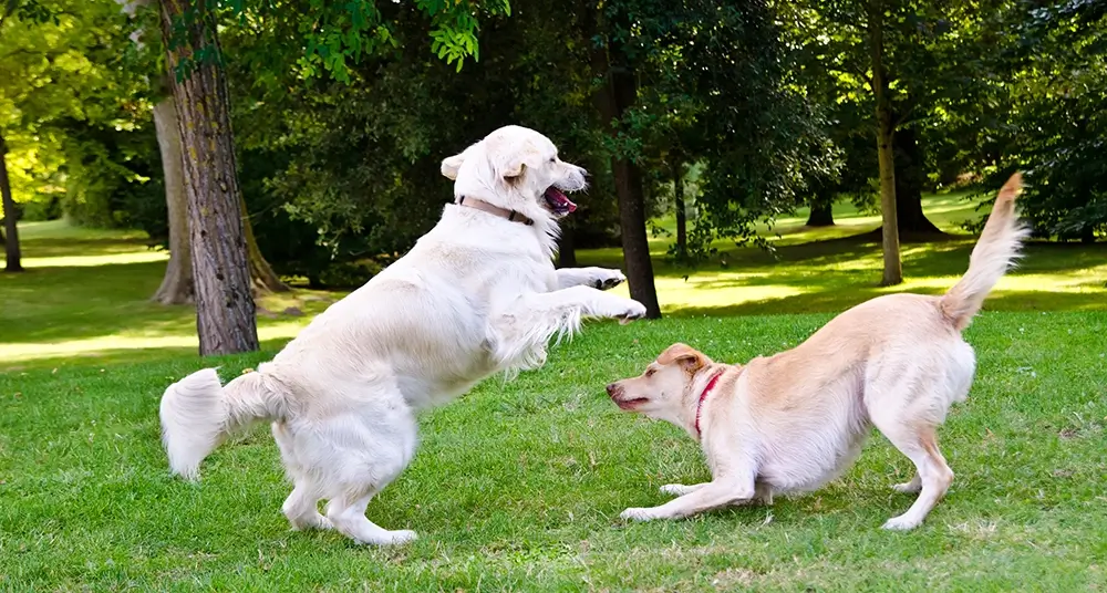 spelen met andere honden geert de bolster 2 spelende honden op het gras