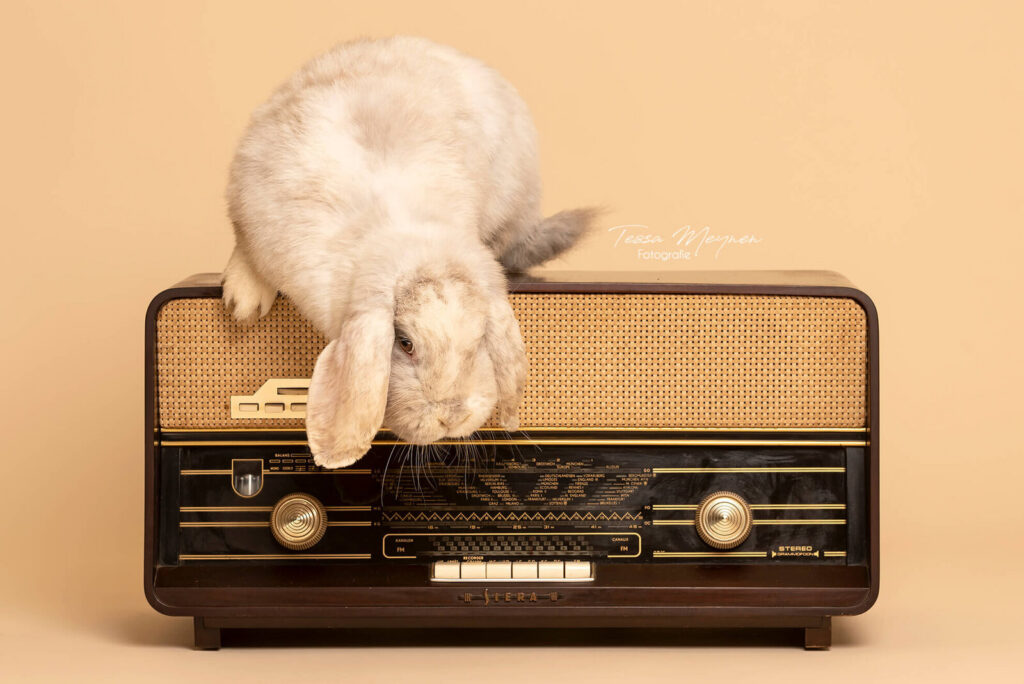 dierenfotoshoot in de studio turnhout